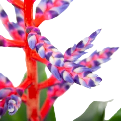 Aechmea Blue Rain - Kokerbromelia - P12 H55 - Roze-Paars - Kamerplant -Planten Eden Verkoopwinkel aechmea blue rain kokerbromelia p12 h55 roze paars 6