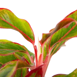 Aglaonema Light Star - P19 H35 - Kamerplant -Planten Eden Verkoopwinkel aglaonema light star p19 h35 4