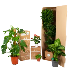 4 Taks Phalaenopsis Volterra - Vlinderorchidee - P12 H60 - Kamerplant 5 4 Taks Phalaenopsis Volterra - Vlinderorchidee - P12 H60 - Kamerplant -Planten Eden Verkoopwinkel biezen kamerplanten verpakking 5 8