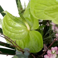 Boeket Anthurium Middel -Planten Eden Verkoopwinkel boeket anthurium boeketten 4