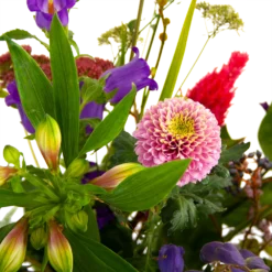 Boeket Paarse Passie Groot -Planten Eden Verkoopwinkel boeket paarse passie groot boeketten 4