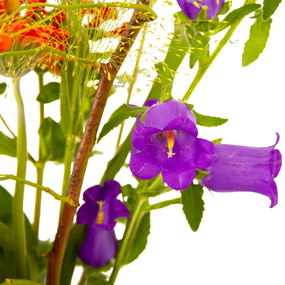 Boeket Plukgeluk Klein 4 Boeket Plukgeluk Klein - Afbeelding 4