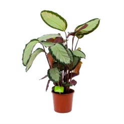 Calathea Picturata - Livingplant - P17 H65 - Kamerplant