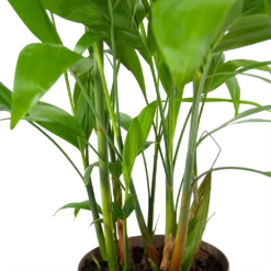 Chamaedorea Seifrizii - Bergpalm - P24 H100 - Kamerplant -Planten Eden Verkoopwinkel chamaedorea seifrizii bergpalm p24 h100 6