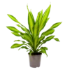Dracaena Charley - Drakenbloedboom - P24 H95 - Kamerplant