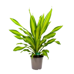 Dracaena Charley - Drakenbloedboom - P24 H95 - Kamerplant -Planten Eden Verkoopwinkel dracaena charley drakenbloedboom p24 h95 4