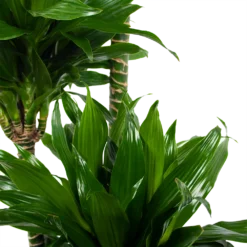 Dracaena Green Jewel - Op Stam - Drakenbloedboom - P28 H140 - Kamerplant -Planten Eden Verkoopwinkel dracaena green jewel op stam drakenbloedboom p28 h140 6