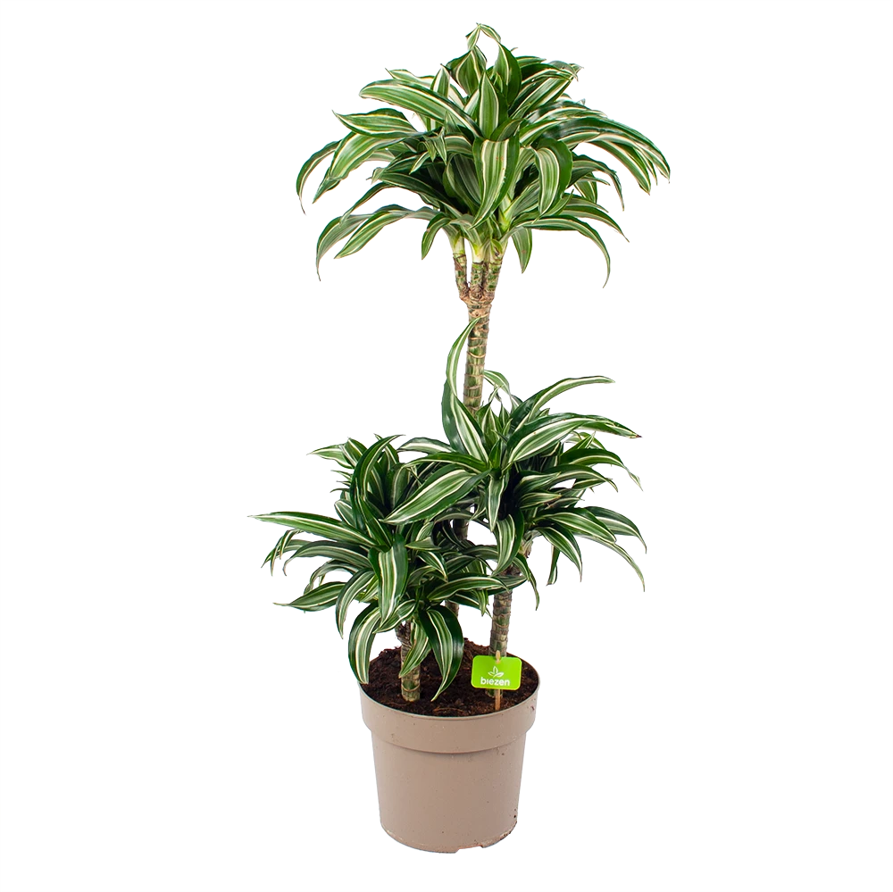 Dracaena Jade Jewel - Op Stam - Drakenbloedboom - P24 H100 - Kamerplant 1 Dracaena Jade Jewel - Op Stam - Drakenbloedboom - P24 H100 - Kamerplant
