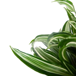 Dracaena Jade Jewel - Op Stam - Drakenbloedboom - P24 H100 - Kamerplant 7 Dracaena Jade Jewel - Op Stam - Drakenbloedboom - P24 H100 - Kamerplant -Planten Eden Verkoopwinkel dracaena jade jewel op stam drakenbloedboom p24 h100 5