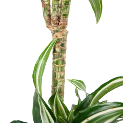 Dracaena Jade Jewel - Op Stam - Drakenbloedboom - P24 H100 - Kamerplant 8 Dracaena Jade Jewel - Op Stam - Drakenbloedboom - P24 H100 - Kamerplant -Planten Eden Verkoopwinkel dracaena jade jewel op stam drakenbloedboom p24 h100 6