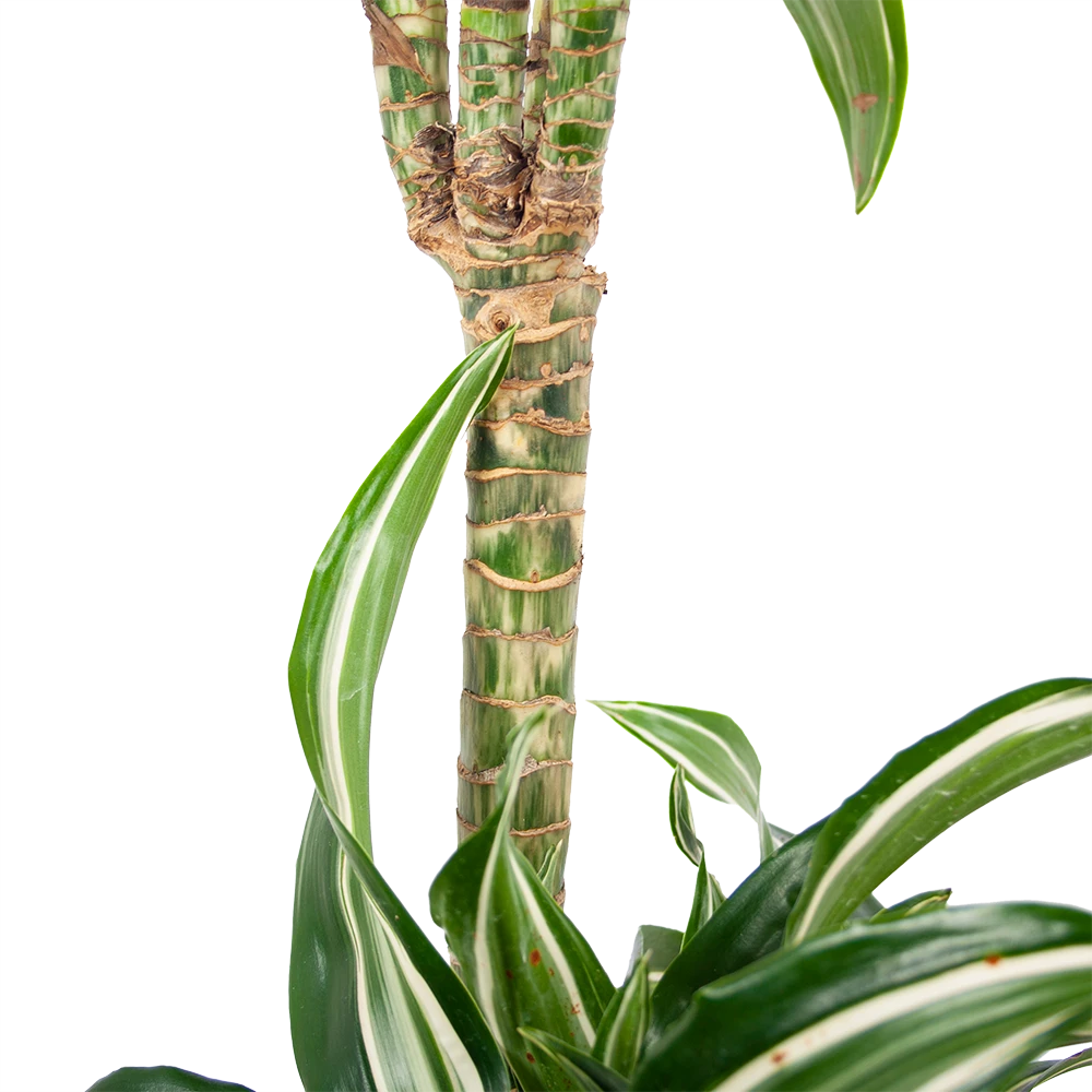 Dracaena Jade Jewel - Op Stam - Drakenbloedboom - P24 H100 - Kamerplant 4 Dracaena Jade Jewel - Op Stam - Drakenbloedboom - P24 H100 - Kamerplant - Afbeelding 4