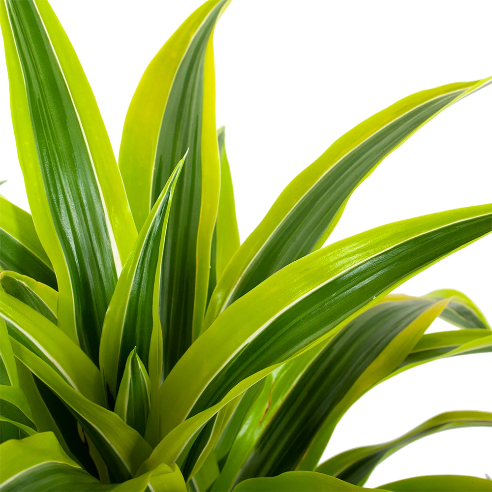 Dracaena Lemon Lime - Vertakt - Drakenbloedboom - P24 H110 - Kamerplant 2 Dracaena Lemon Lime - Vertakt - Drakenbloedboom - P24 H110 - Kamerplant - Afbeelding 2