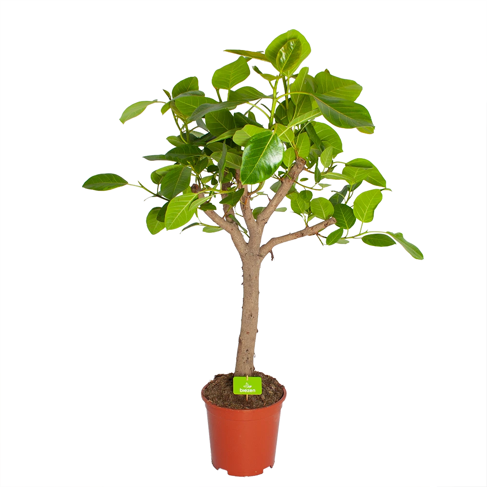 Ficus Altissima - Vertakt - P27 H130 - Kamerplant 1 Ficus Altissima - Vertakt - P27 H130 - Kamerplant