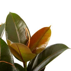 Ficus Elastica Melany - Rubberboom - P19 H55 - Kamerplant -Planten Eden Verkoopwinkel ficus elastica melany rubberboom p19 h55 6