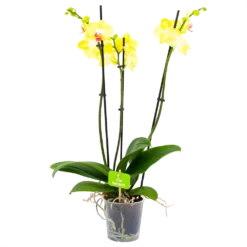 Planten Eden Verkoopwinkel 24 3 Taks Phalaenopsis Limelight - Vlinderorchidee - P12 H60 - Kamerplant