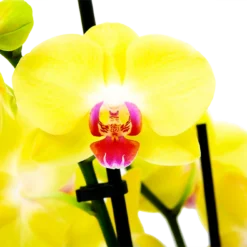 Planten Eden Verkoopwinkel -Planten Eden Verkoopwinkel phalaenopsis vlinderorchidee 3 taks p12 h60 geel 5