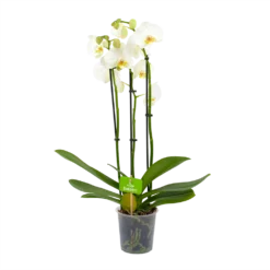 3 Taks Phalaenopsis Lighthouse - Vlinderorchidee - P12 H60 - Kamerplant