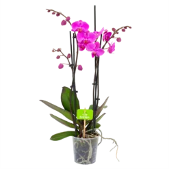 Planten Eden Verkoopwinkel 30 4 Taks Phalaenopsis Evolution - Vlinderorchidee - P12 H60 - Kamerplant