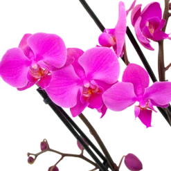 Planten Eden Verkoopwinkel -Planten Eden Verkoopwinkel phalaenopsis vlinderorchidee 4 taks p12 h60 donker roze 5