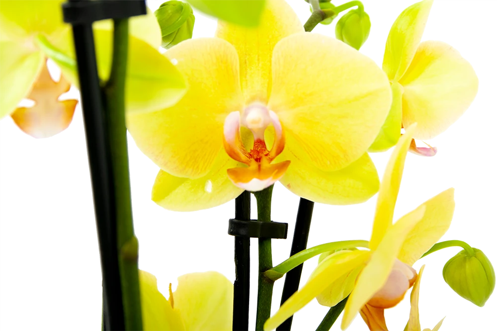 4 Taks Phalaenopsis Volterra - Vlinderorchidee - P12 H60 - Kamerplant 2 4 Taks Phalaenopsis Volterra - Vlinderorchidee - P12 H60 - Kamerplant - Afbeelding 2