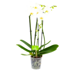 Planten Eden Verkoopwinkel 26 4 Taks Phalaenopsis Lighthouse - Vlinderorchidee - P12 H60 - Kamerplant