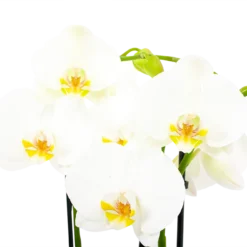 Planten Eden Verkoopwinkel -Planten Eden Verkoopwinkel phalaenopsis vlinderorchidee 4 taks p12cm h60cm wit 5