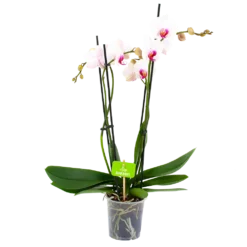 4 Taks Phalaenopsis Denver - Vlinderorchidee - P12 H60 - Kamerplant