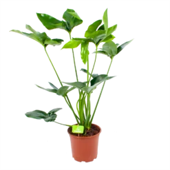 Planten Eden Verkoopwinkel 22 Philodendron Green Wonder - P19 H75 - Kamerplant