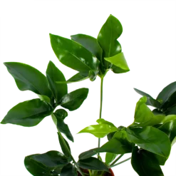 Planten Eden Verkoopwinkel -Planten Eden Verkoopwinkel philodendron green wonder p19 h75 2 2