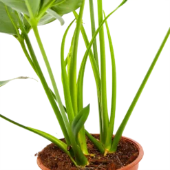 Philodendron Green Wonder - P19 H75 - Kamerplant -Planten Eden Verkoopwinkel philodendron green wonder p19 h75 3 2
