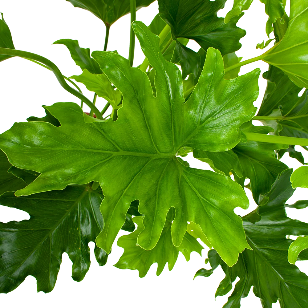 Philodendron Selloum Little Hope - P19 H75 - Kamerplant 2 Philodendron Selloum Little Hope - P19 H75 - Kamerplant - Afbeelding 2