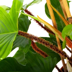 Philodendron Squamiferum Piramide - P19 H75 - Kamerplant 6 Philodendron Squamiferum Piramide - P19 H75 - Kamerplant -Planten Eden Verkoopwinkel philodendron squamiferum piramide p19 h75 6 1