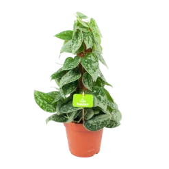 Planten Eden Verkoopwinkel 32 Scindapsus Pictus Silvery Ann Op Mosstok - Epipremnum - P15 H60 - Kamerplant