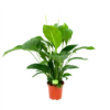 Spathiphyllum Wallisii - Lepelplant - P19 H80 Wit - Kamerplant