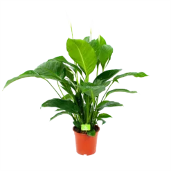 Planten Eden Verkoopwinkel 28 Spathiphyllum Wallisii - Lepelplant - P19 H80 Wit - Kamerplant