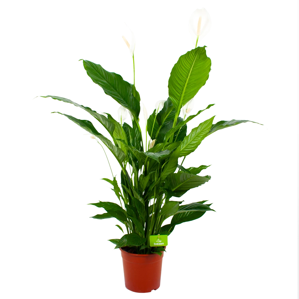Spathiphyllum Wallisii - Lepelplant - P24 H120 Wit - Kamerplant 1 Spathiphyllum Wallisii - Lepelplant - P24 H120 Wit - Kamerplant