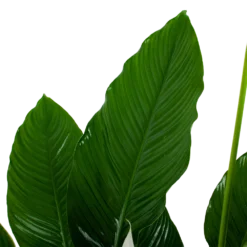 Spathiphyllum Wallisii - Lepelplant - P24 H120 Wit - Kamerplant 6 Spathiphyllum Wallisii - Lepelplant - P24 H120 Wit - Kamerplant -Planten Eden Verkoopwinkel spathiphyllum wallisii lepelplant p24 h120 wit 6