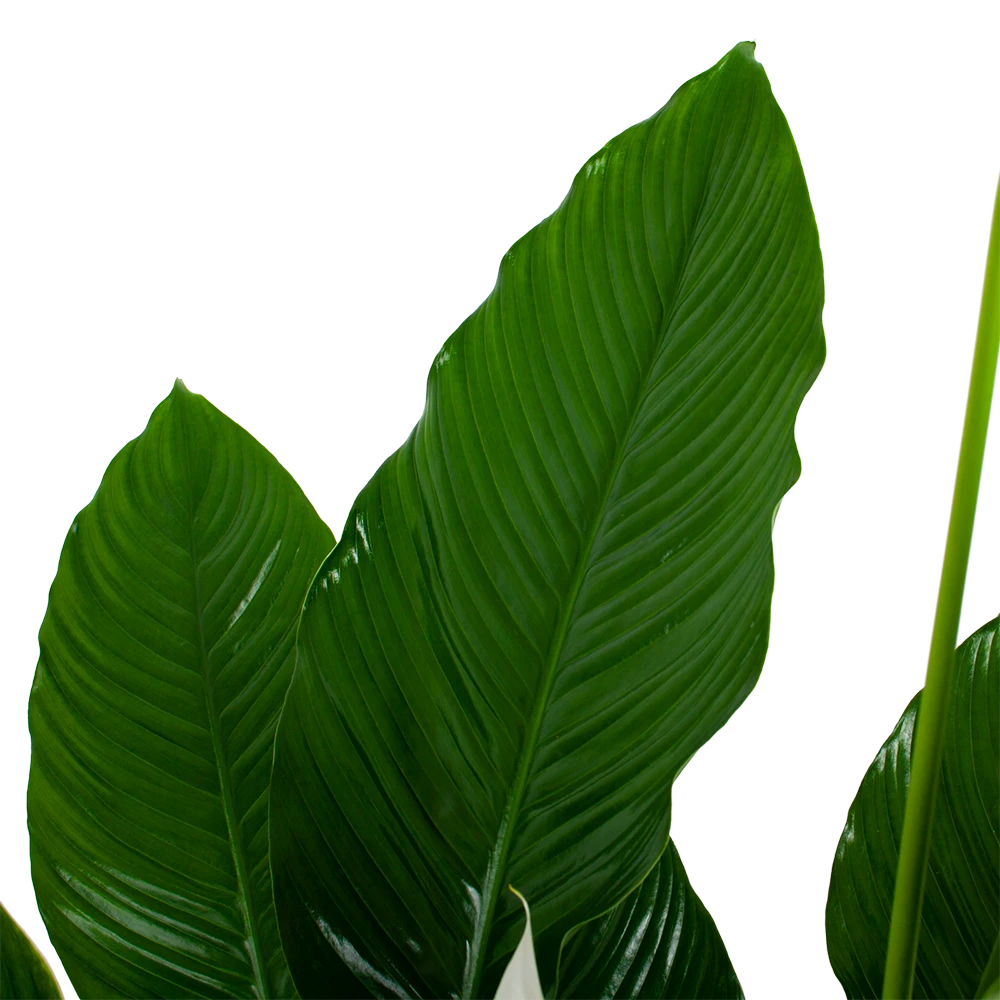 Spathiphyllum Wallisii - Lepelplant - P24 H120 Wit - Kamerplant 3 Spathiphyllum Wallisii - Lepelplant - P24 H120 Wit - Kamerplant - Afbeelding 3