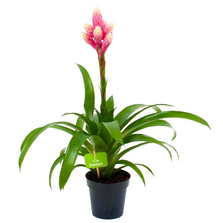 Planten Eden Verkoopwinkel 34 Planten Eden Verkoopwinkel -Planten Eden Verkoopwinkel 2